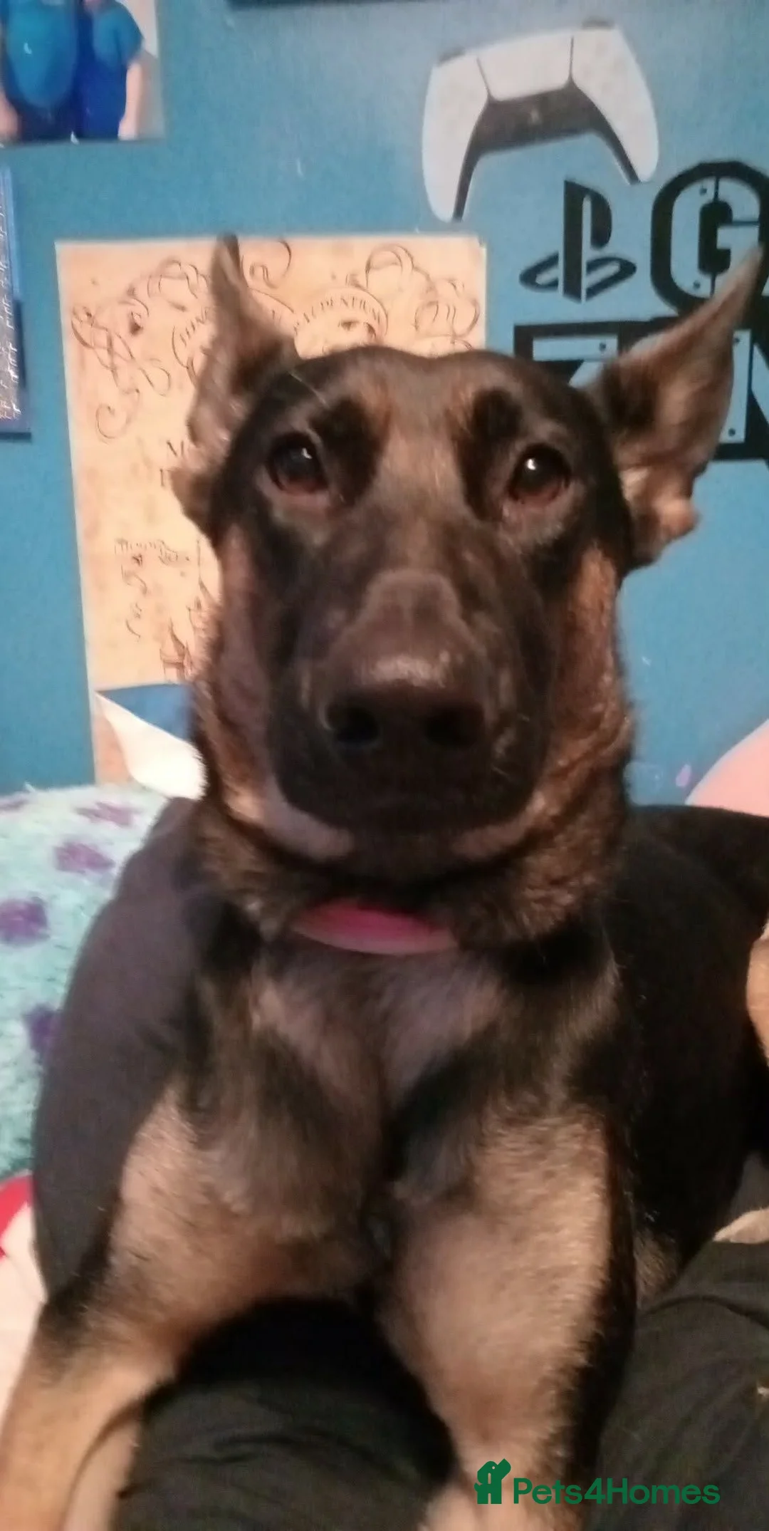 Mixed Breed dogs for sale: Beautiful girl! - Advert 1