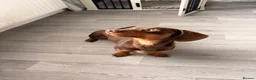 Miniature Dachshund dogs for sale: 10 MONTH OLD DACHSHUND LOOKING FOR HIS 4EVER HOME in Bournemouth - Advert 3