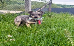 Mixed Breed dogs for adoption: 💖🐶 POLA 🐶💖 - Image 7