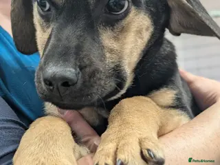 Mixed Breed dogs Pansy - In Aye Looking for a Home - Advert 2