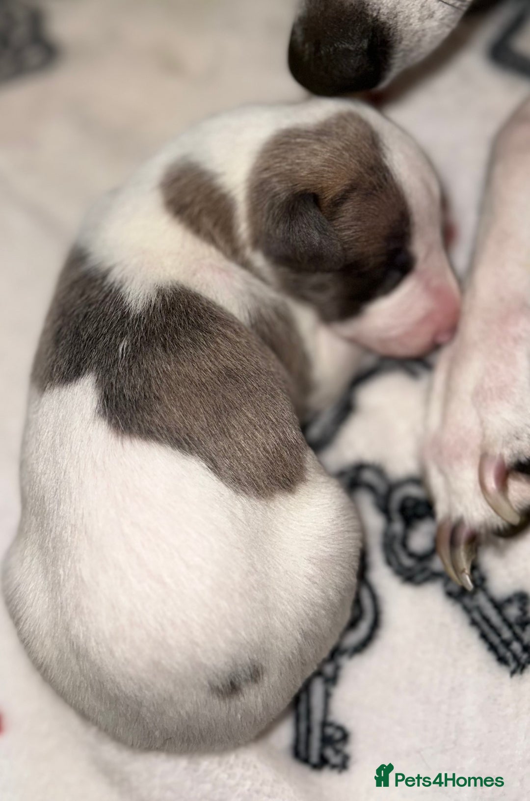 Whippet dogs for sale: KC Registered Whippet Puppies - Advert 21