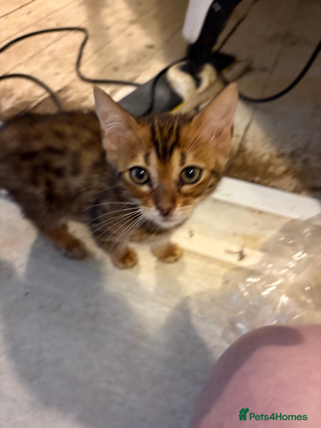 Bengal cats for sale: Pedigreed/registered Bengal kittens - Advert 15