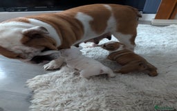 English Bulldog dogs for sale: Traditional British bulldogs pet only homes  - Image 6