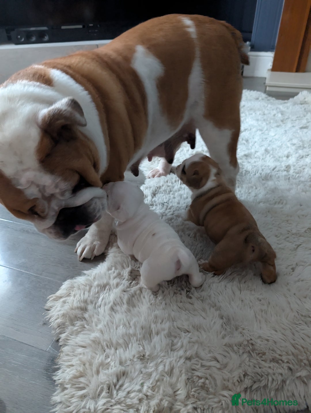 English Bulldog dogs for sale: Traditional British bulldogs pet only homes  - Image 6