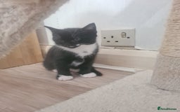 British Shorthair cats for sale: Lovely 1 black and 2 black & white kitten - Image 5