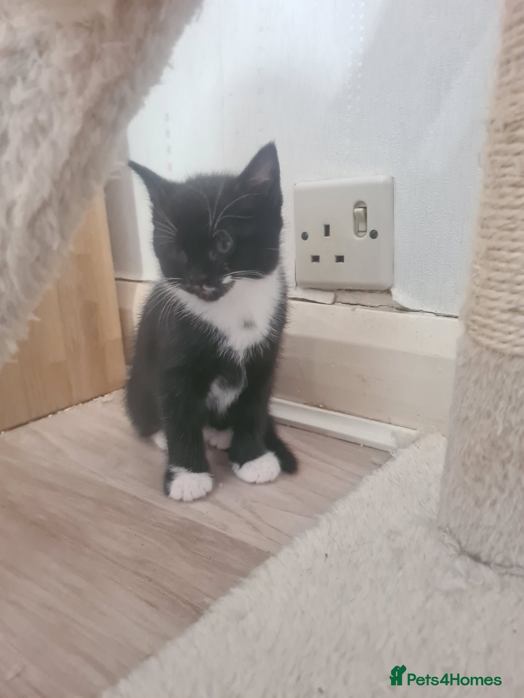 British Shorthair cats for sale: Lovely 1 black and 2 black & white kitten - Image 5