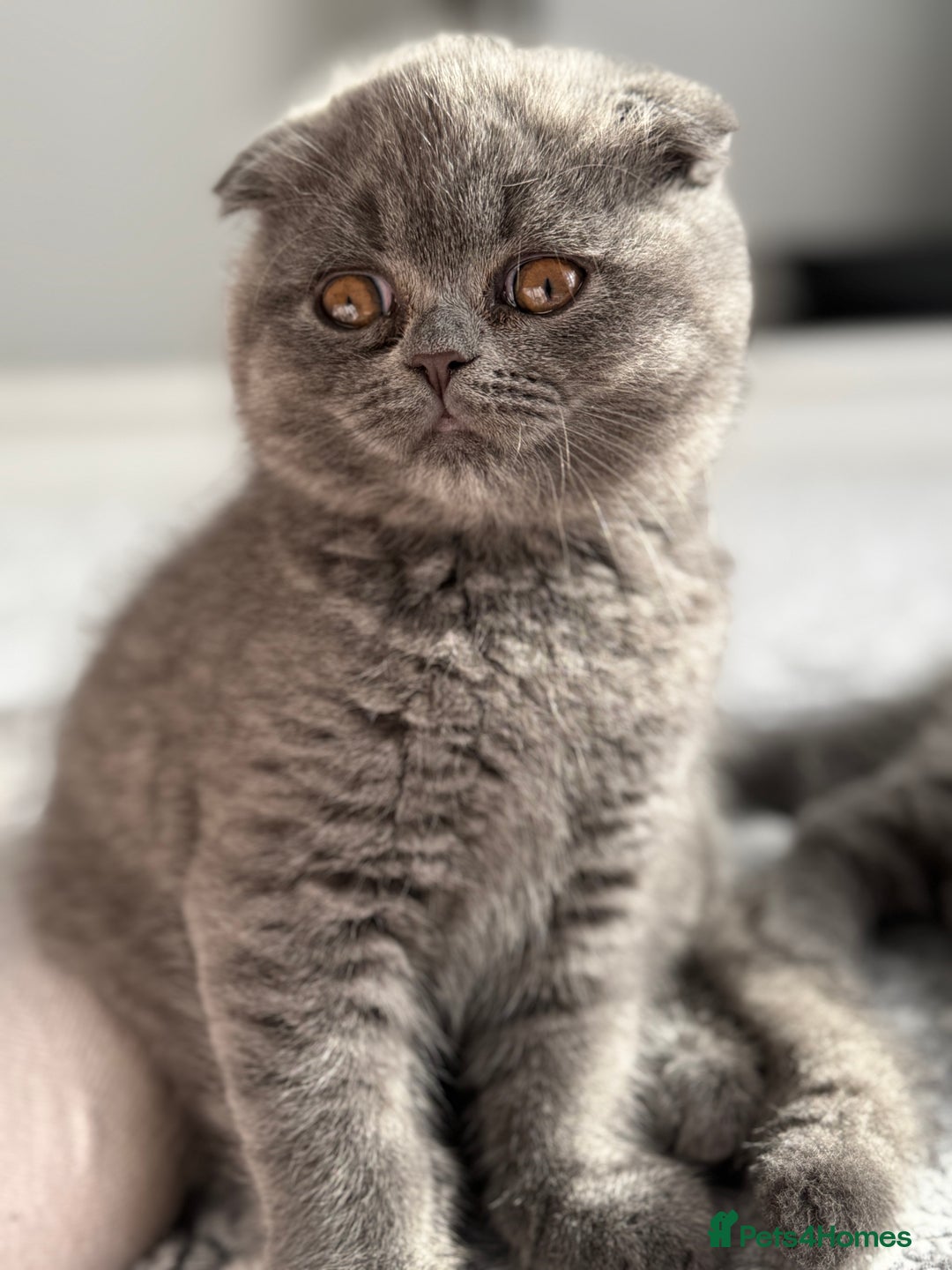 Scottish Fold cats for sale: Kitten 🥰 - Image 2