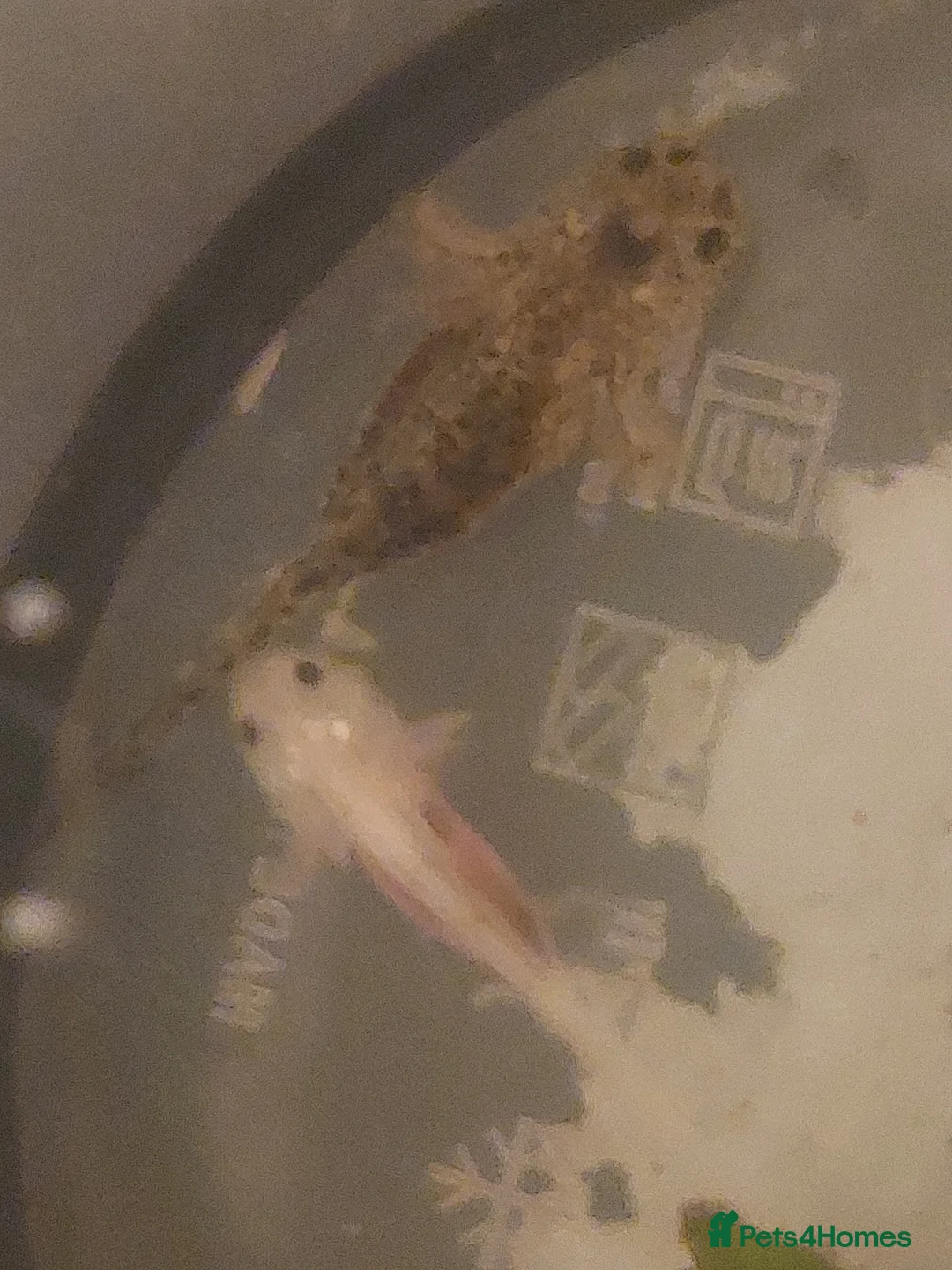 Axolotl reptiles for sale: Baby Leucistic 'pink' axolotls  - Advert 3