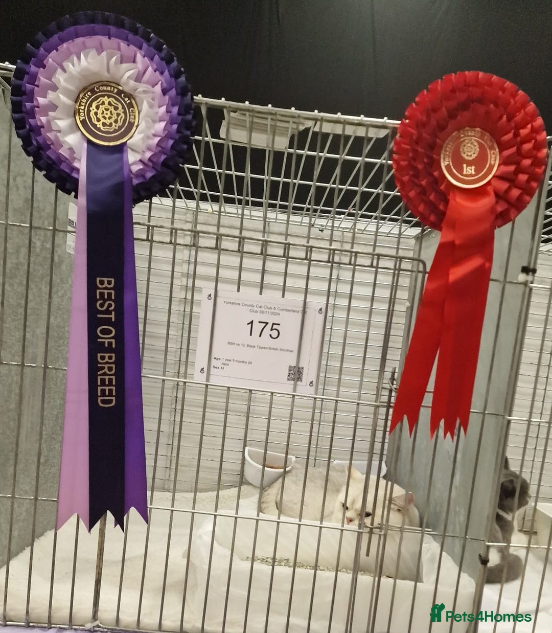 British Shorthair cats for stud: ❤ British Short Hair Active Stud ❤ Champion ❤ in Doncaster - Advert 2
