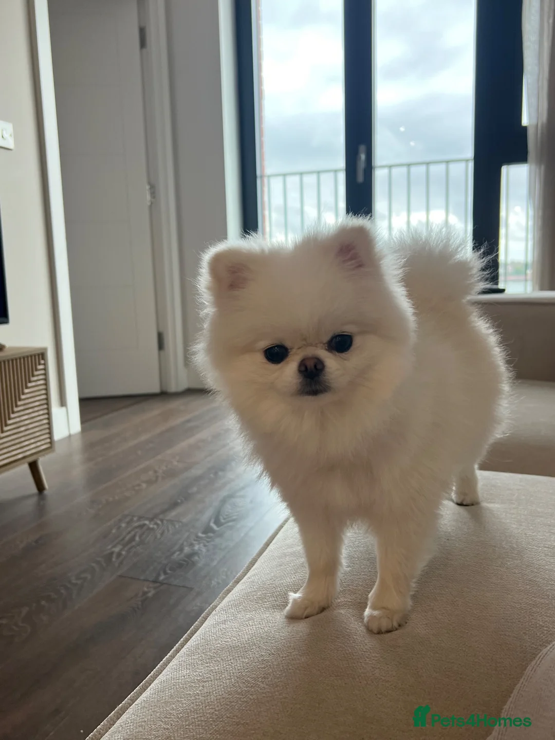 Pomeranian dogs for stud: Paloma Jane - Advert 2