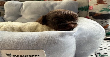 Mixed Breed dogs Shweenies (dachshund x Shih tzu) - Advert 8