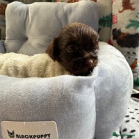 Mixed Breed dogs Shweenies (dachshund x Shih tzu) - Advert 8