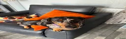 Dachshund dogs for sale: Silver dappled dachshund looking for a new home. in Burnham-on-Sea - Advert 3