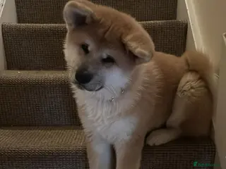 Akita dogs Akita girl puppy 4 months - Advert 12