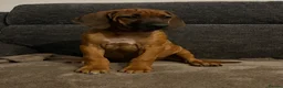 Rhodesian Ridgeback dogs for sale: Rhodesian Ridgeback puppies, health tested kc reg - Advert 11
