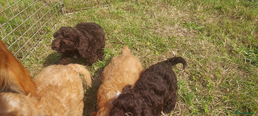 Cockapoo dogs for sale: F1 cockapoos available - Image 9