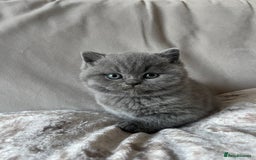 British Shorthair cats for sale:  British Blue kittens - Image 8