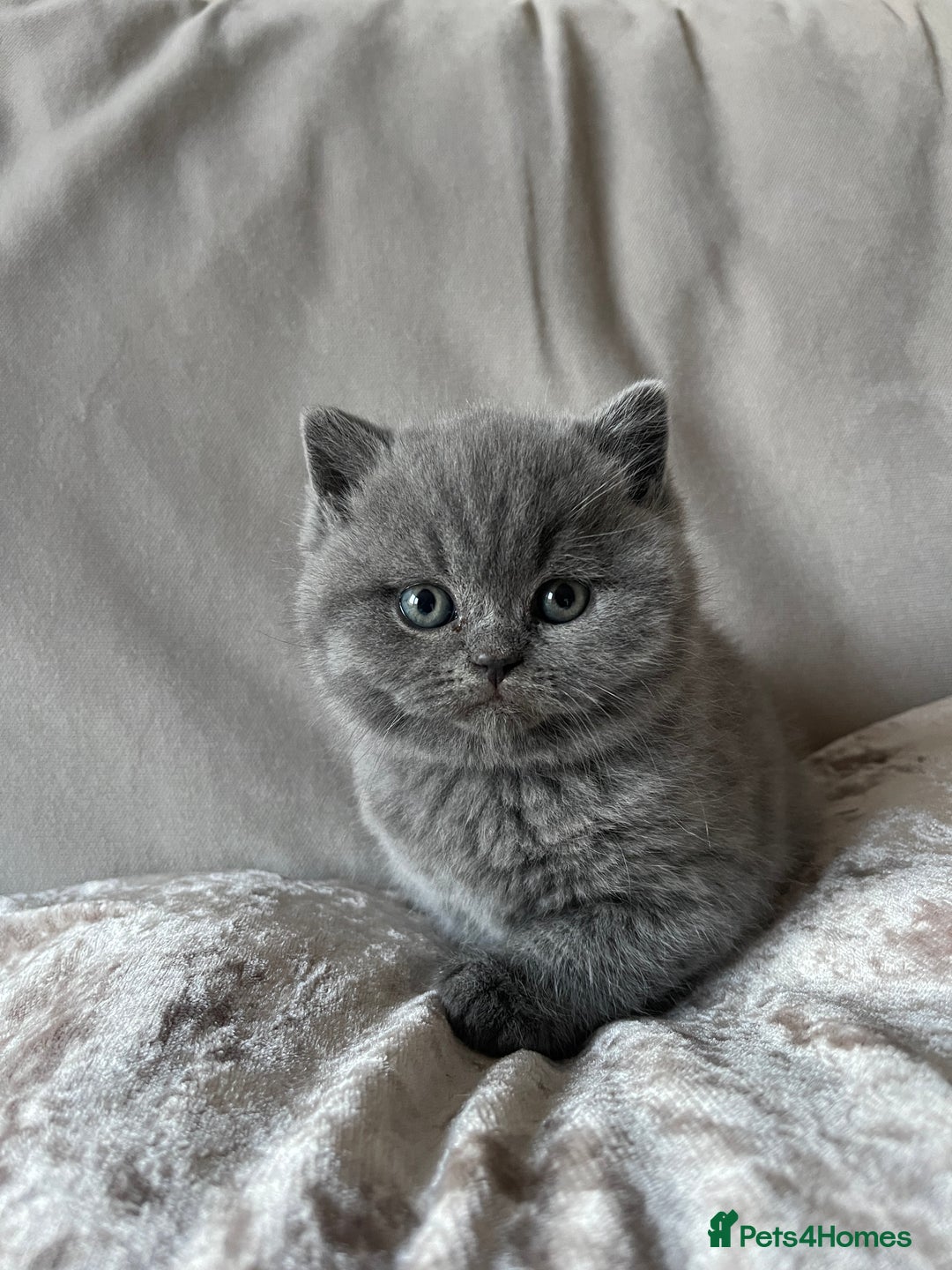British Shorthair cats for sale:  British Blue kittens - Image 8