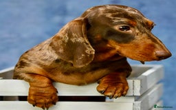 Miniature Dachshund dogs for adoption: Pickle: The Dog They Left to Die - Image 4