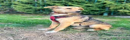 Mixed Breed dogs for adoption: ❤️🐶 STELLA – SHE BUILDS HER WORLD AROUND YOU in Burton-on-Trent - Advert 36