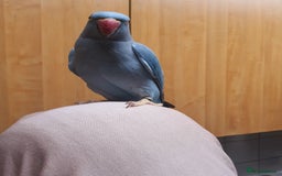 Ringnecks birds for sale: Beautiful female ringneck parakeet  - Image 5