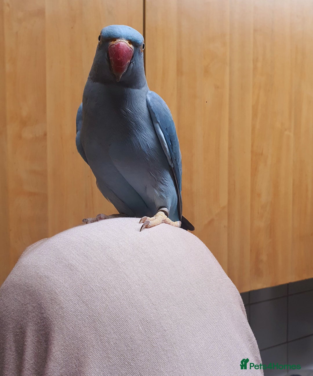 Ringnecks birds for sale: Beautiful female ringneck parakeet  - Image 5