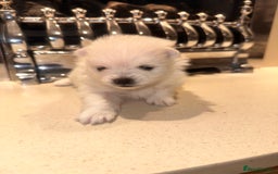 Pomeranian dogs for sale: Champion bloodline Pomeranian puppies  - Image 9