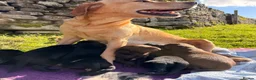 Springador dogs for sale: Springadors! 6 puppies  in Skipton - Advert 4