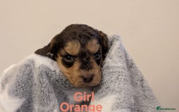 Cockapoo dogs for sale: Beautiful Cockapoo puppies 🐶 😍  - Image 20