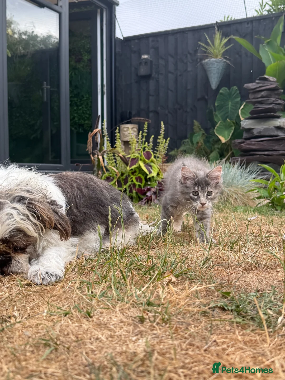 Maine Coon cats for sale: Two main coon girl kittens left - Advert 1