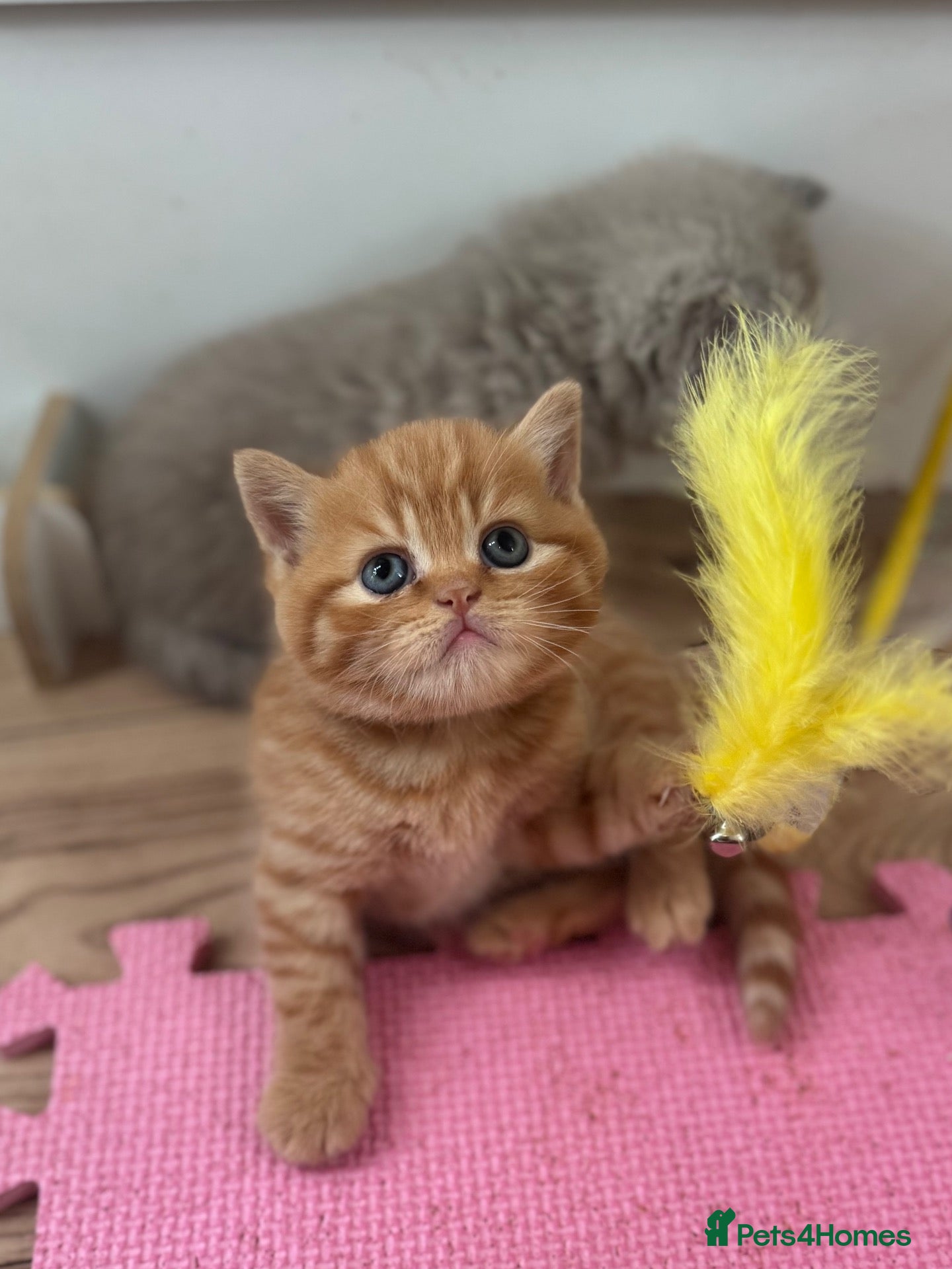 British Shorthair cats 🧡✅BSH red and lilac 💜Tica reg  - Advert 1