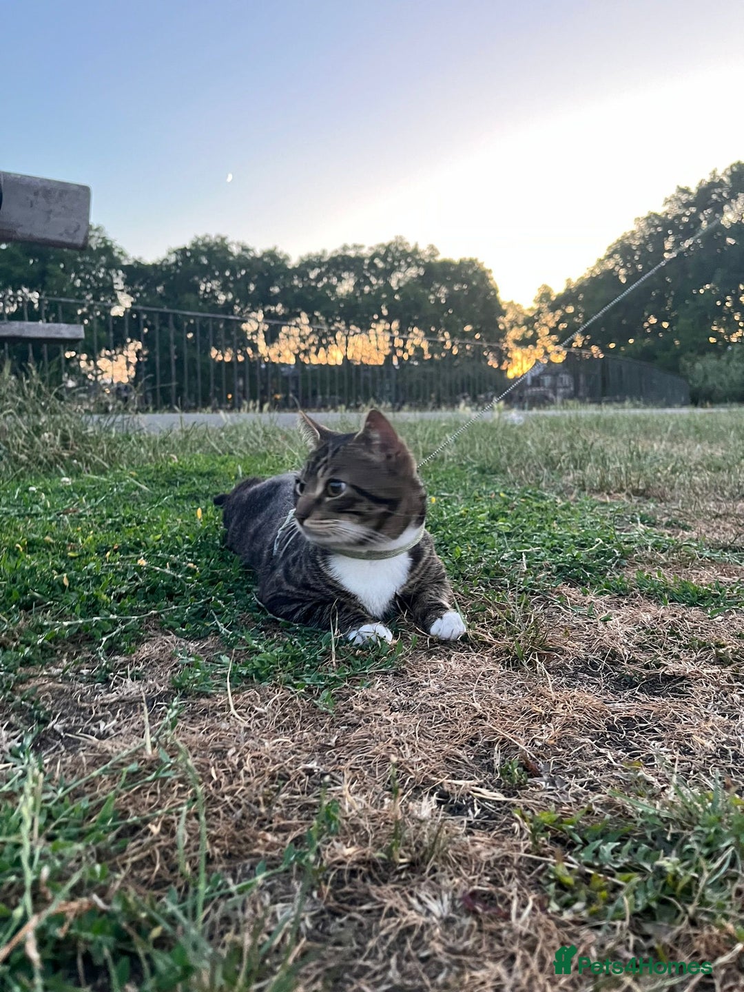 British Shorthair cats for sale: Free adopt 2Lovely Cats Looking for a Loving Home - Image 4