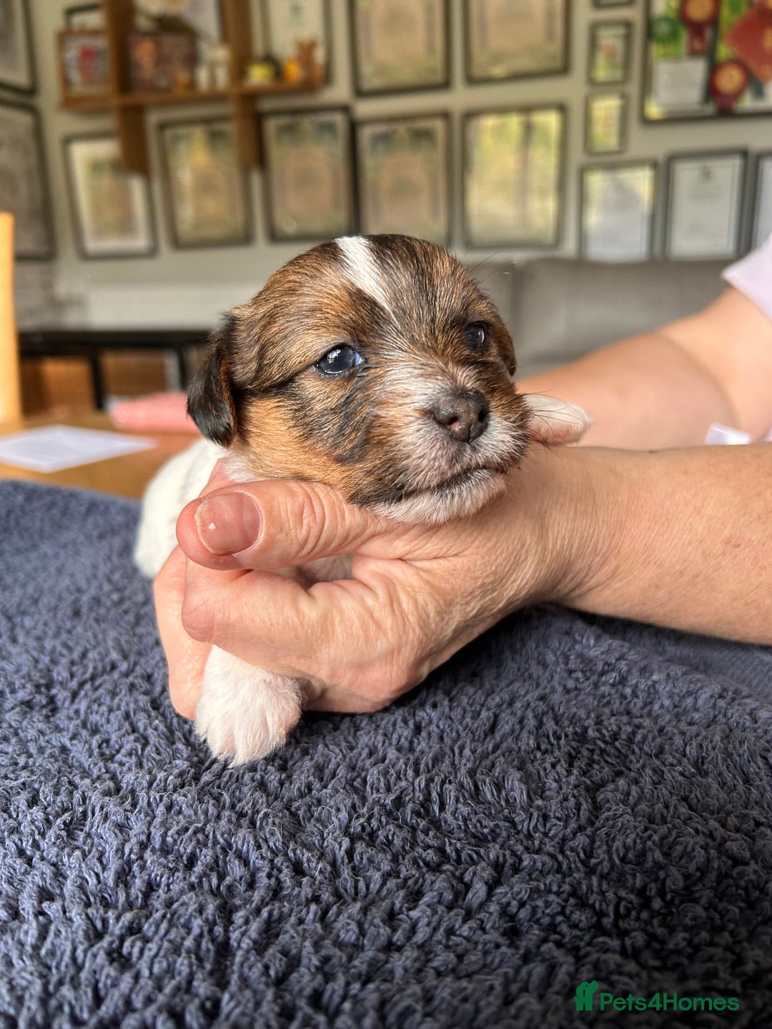 Jack Russell dogs for sale: Pedigree Jack Russell Terriers - Image 17