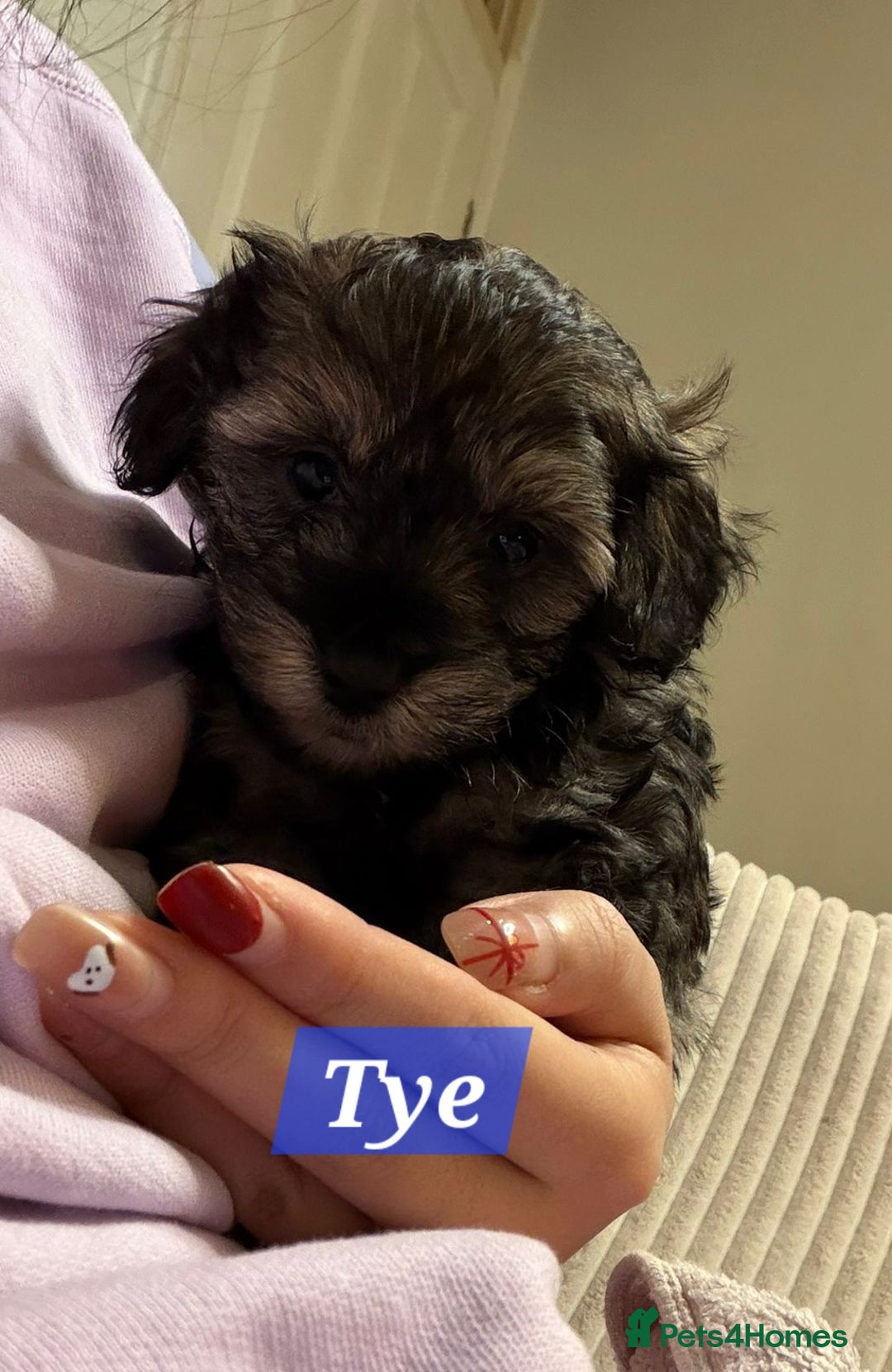 Maltipoo dogs for sale: Multipoo - Advert 29