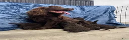 Cocker Spaniel dogs for sale: Stunning Cocker Spaniel Pups - Advert 1