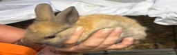 Mixed Breed rabbits for sale: Mixed Breed  in Halifax - Advert 2