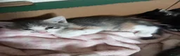 Mixed Breed cats for sale: Make and female kitten in Forfar - Advert 2