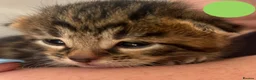 Bengal cats for sale: Beautiful Bengal Cross Kittens - Advert 26