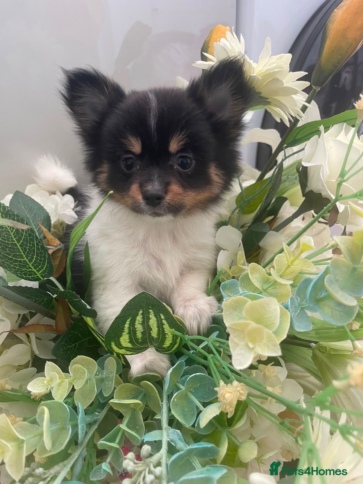Pomchi dogs Mini chihuahua x Pomeranian  - Advert 11