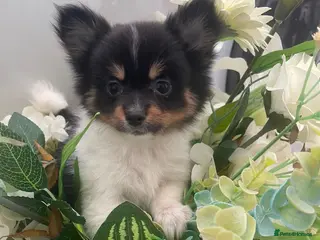 Pomchi dogs Mini chihuahua x Pomeranian - Advert 6