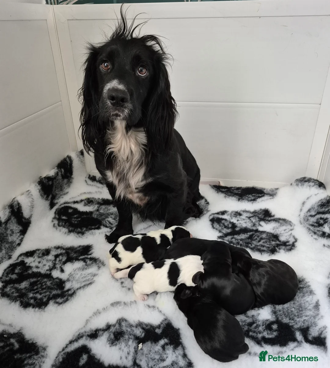 Cocker Spaniel dogs for sale: Cocker Spaniel puppies - Advert 2