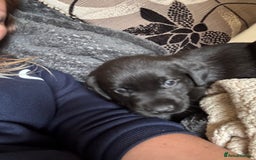 Mixed Breed dogs for sale: 6 black Newfoundland cross Labrador Puppies  - Image 5