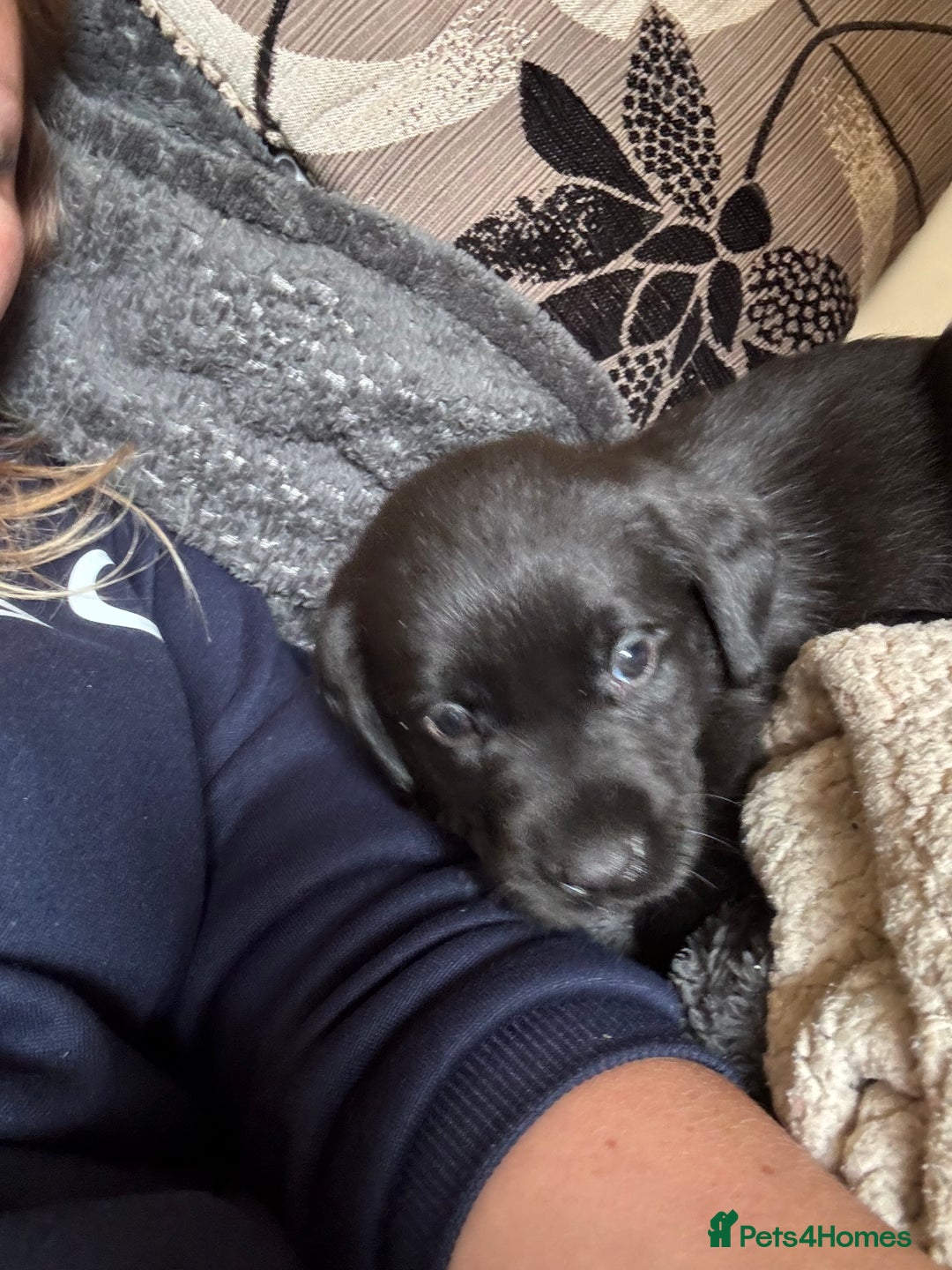 Mixed Breed dogs for sale: 6 black Newfoundland cross Labrador Puppies  - Image 5
