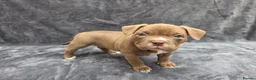 American Bully dogs for sale: Pocketbully puppy  - Advert 15