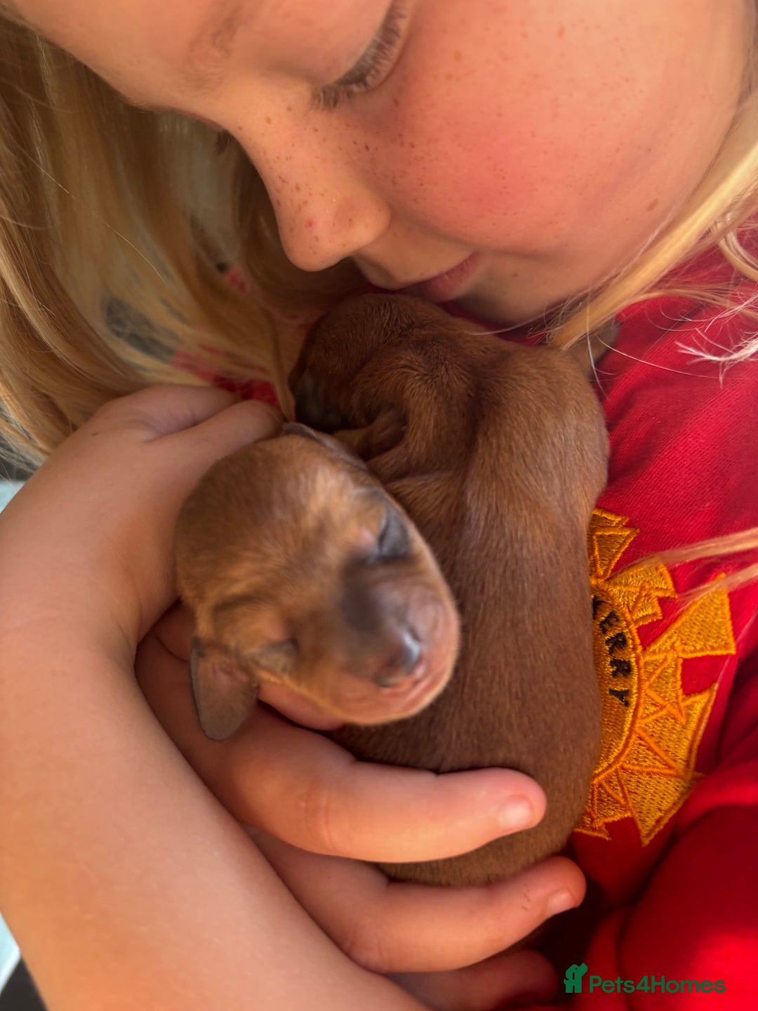 Miniature Dachshund dogs for sale: Miniature dachshund puppies  - Advert 19