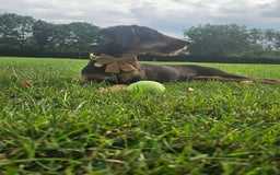 Mixed Breed dogs for sale: Barney 7 month old jackpoo x cockerpoo - Image 5