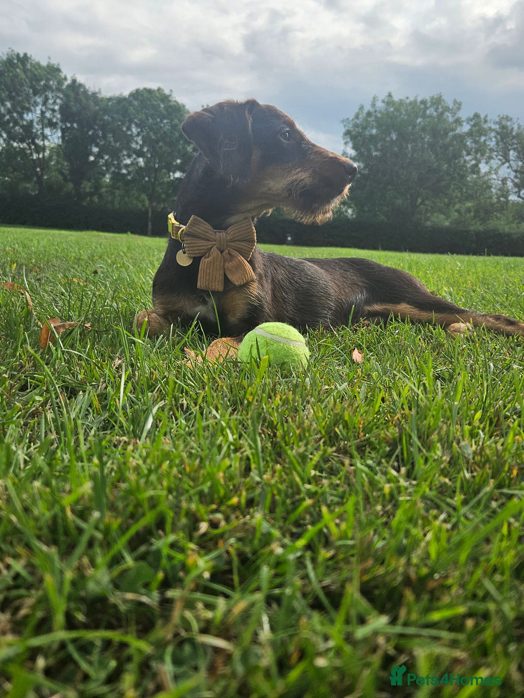 Mixed Breed dogs for sale: Barney 7 month old jackpoo x cockerpoo - Image 5