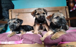 Border Terrier dogs for sale: Fully vaccination 1 boy left  - Image 2