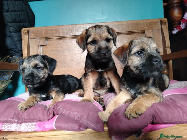 Border Terrier dogs - Advert 3