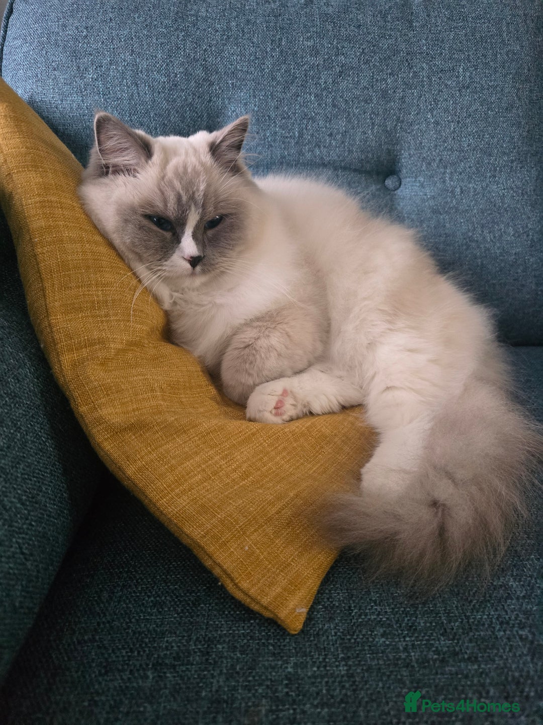 Ragdoll cats for sale: Pedigree ragdoll cats - Image 15